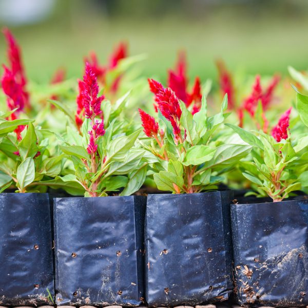 100% Compostable Bio-Degradable Nursery / Plantation Covers - Image 2